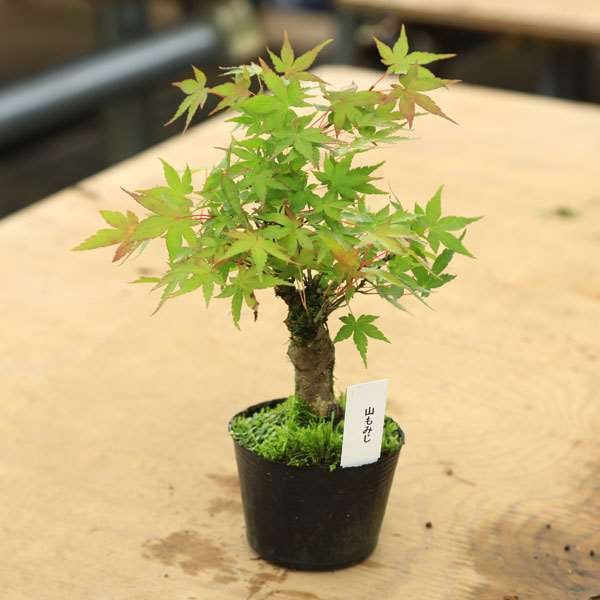 ◉超極太の山もみじ盆栽　極上品 ★期間限定9/27(土)の大幅値下げ早いもの勝ち 楽天市場】盆栽 もみじ 高級盆栽 山もみじ 現品お届け 一点もの