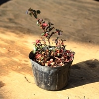 ボナン　紅紫檀 楽天市場】紅紫檀 （ベニシタン） 3.5号ポット苗 : 苗木部 by 花