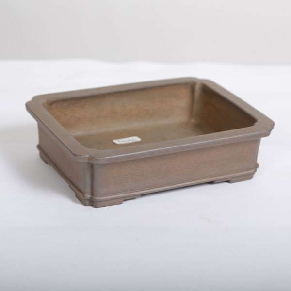 盆栽小鉢　　【和雀】　　希少品　　早い者勝ち 和雀(わじゃく) 14.5cm 【現品】 【送料無料】 | 盆栽鉢・水盤,現代