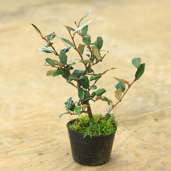 苗：寒ぐみ/かんぐみ/カングミ | 盆栽素材,苗(花物・実物),1000円以上