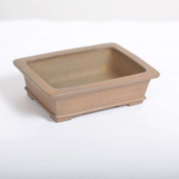 盆栽小鉢　　【和雀】　　希少品　　早い者勝ち 和雀(わじゃく) 11.9cm 【現品】 【送料無料】 | 盆栽鉢・水盤,現代