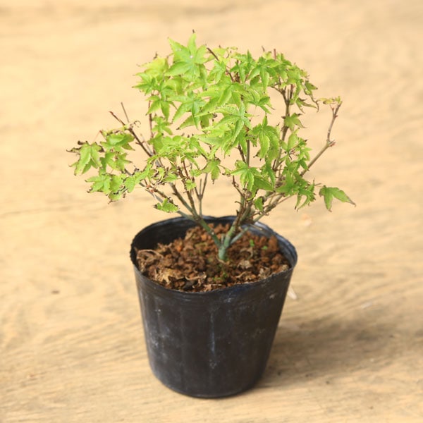 �ġ���ɱ��ߤ��ʾ���*����Ҥ�/����ҥ��ߥ�/����