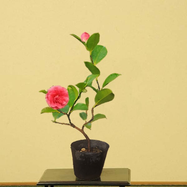 サザンカ 山茶花 盆栽 11号陶器鉢つき 幹太モンステラ 椿 ツバキ