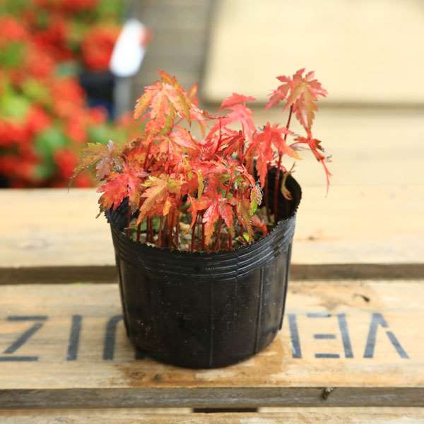 苗：山もみじ寄せ(赤ちゃん）*ヤマモミジ/紅葉 | 盆栽素材,苗(雑木