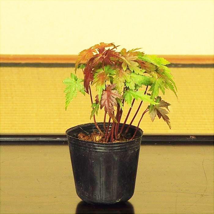 苗：山もみじ寄せ(赤ちゃん）*ヤマモミジ/紅葉 | 盆栽素材,苗(雑木