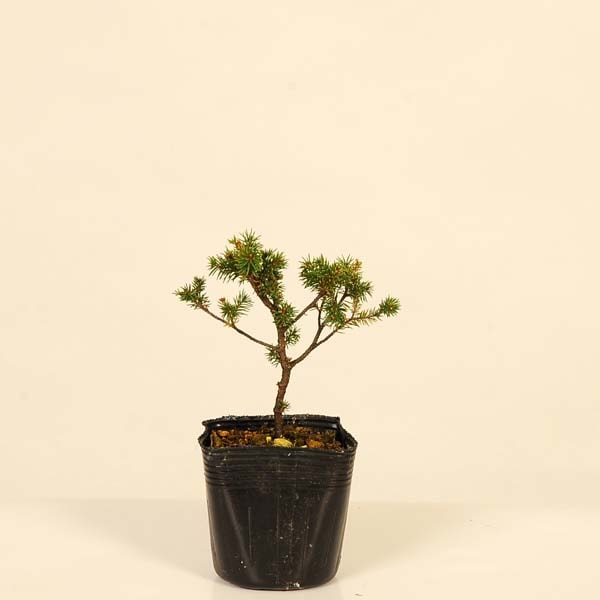 北の蝦夷 赤エゾ松　苗木　クリスマスツリーに最適！1〜1.4メートル 楽天市場】【現品発送】クリスマスツリーに！アカエゾマツ樹高