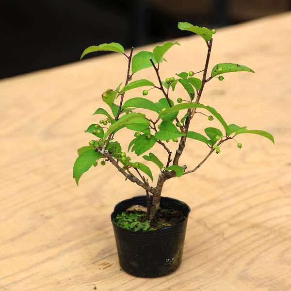 オス木苗：風鈴梅もどき・雄木(ふうりんうめもどき） | 盆栽素材,苗(花