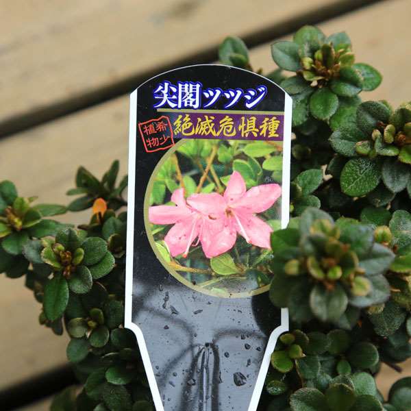つつじ 楽天市場】予約販売 尖閣ツツジ 9cmポット 開花予定株 センカク