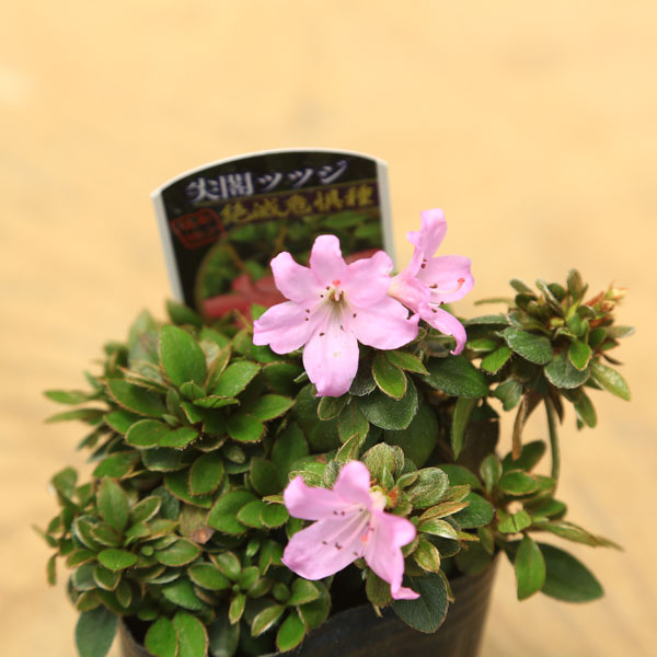 苗：尖閣つつじ(センカクツツジ) | 盆栽素材,苗(花物・実物),～1000円