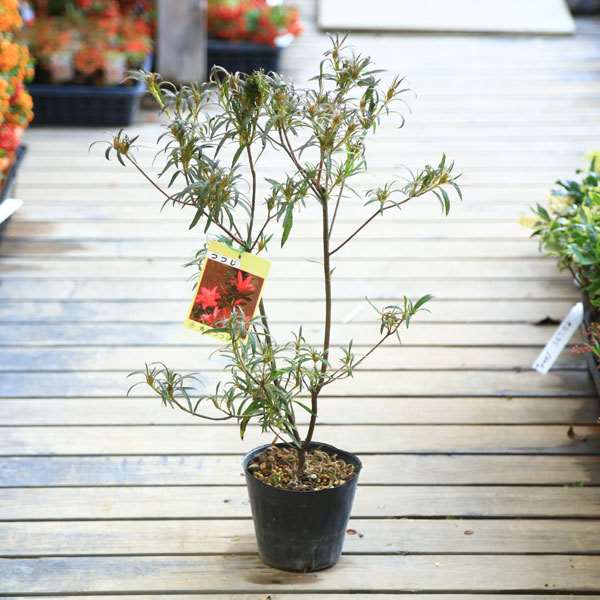 苗：青涯つつじ(セイガイツツジ) | 盆栽素材,苗(花物・実物),1000円