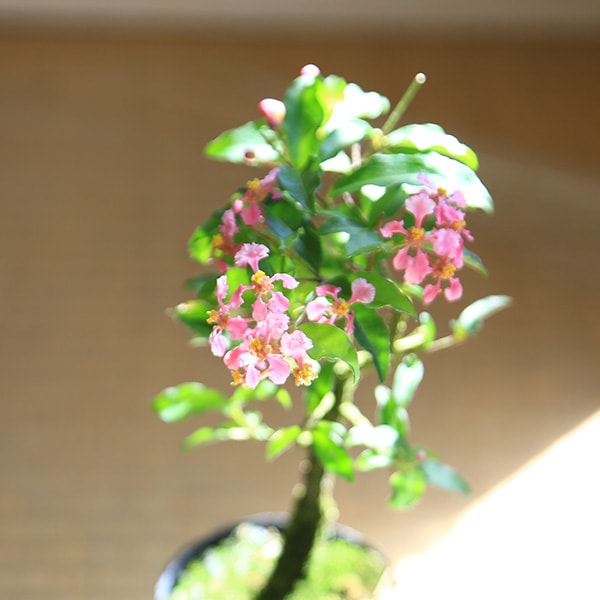 苗：台湾姫桜桃(姫アセロラ)*タイワンオウトウ | すべての商品 | 遊恵