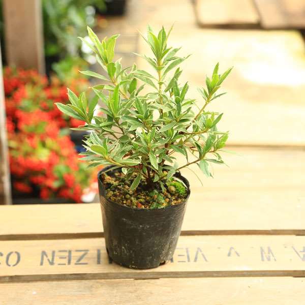 苗：オオムラサキツツジ・銀星 | 盆栽素材,苗(花物・実物