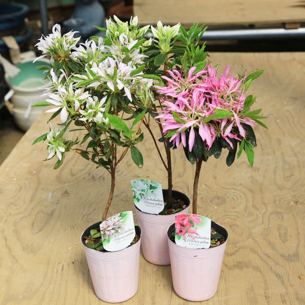 苗：采咲モチツツジ | 盆栽素材,苗(花物・実物),1000円以上 | 遊恵盆栽