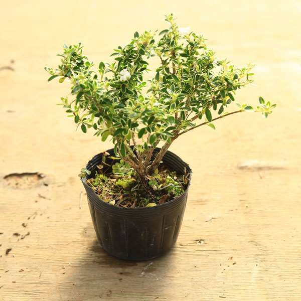 盆栽 斑入りの ハクチョウゲ ハクチョウゲ(石付き) 盆栽 Amazon.co.jp