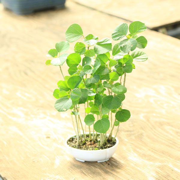 苗：ハマボウ(プラスチック鉢)*はまぼう | 盆栽素材,苗(雑木) | 遊恵