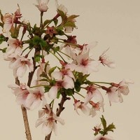 ふじさくら 富士桜｜石木花図鑑｜石木花｜SEKIBOKKA｜盆栽