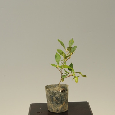 盆栽 ローヤ柿（都紅） 樹高鉢底から約36cm 盆栽 老爺柿 #11 |