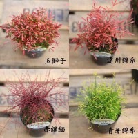苗 琴糸南天 錦糸南天 各種 すべての商品 遊恵盆栽 本店