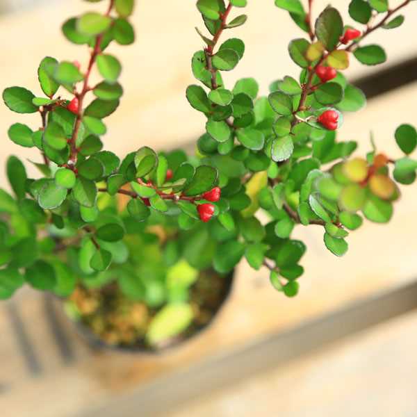 苗：ハリツルマサキ*はりつるまさき | 盆栽素材,苗(花物・実物),1000円