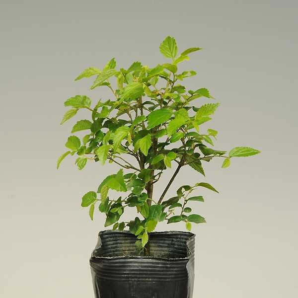 �ġ���*���Τ������Υ�