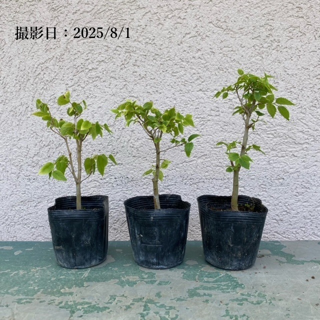 苗：榎*えのき エノキ | 盆栽素材,苗(雑木) | 遊恵盆栽 本店