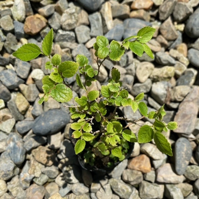 「エノキさま専用」1/4 冷凍ほぐしえのき - ドリームマッシュ業務用きのこ事業部