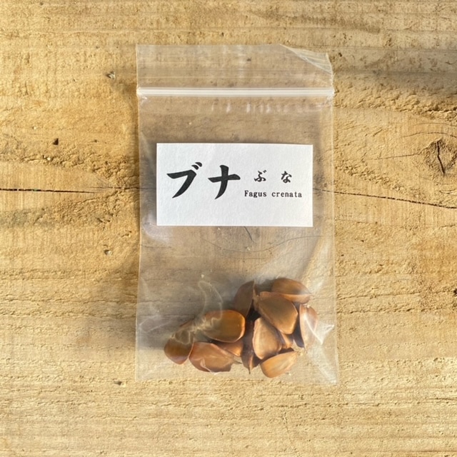 遊恵盆栽：種子 ブナ*ぶな | 盆栽素材,種子 | 遊恵盆栽 本店