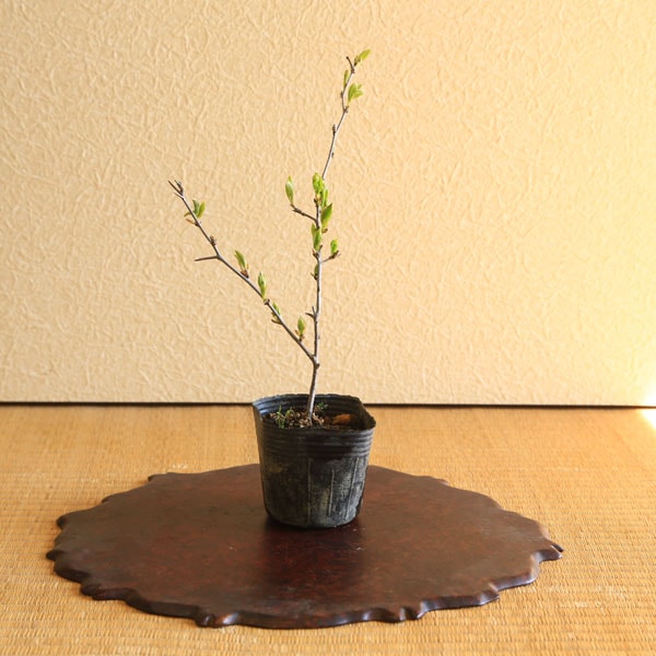 �ġ�����������Ԥλ͵����ԹȤλ͵������ʼ��*�����䥬��/�����䤬��