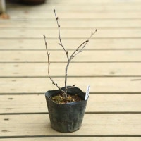 老爺柿　四季成り 老爺柿 5年生｜盆栽妙 – 盆栽妙 本店