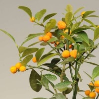 苗：金豆（キンズ）*きんず | 盆栽素材,苗(花物・実物),～1000円まで