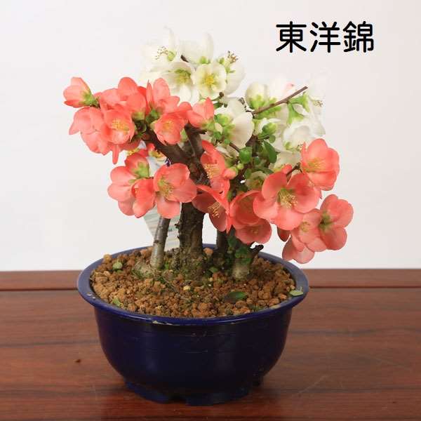 苗：木瓜(ぼけ)6号 各種 | 盆栽素材,苗(花物・実物),1000円以上 | 遊恵