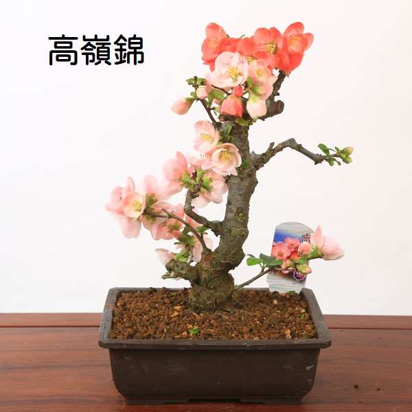 苗：木瓜(ぼけ)角鉢8号 各種 | 盆栽素材,苗(花物・実物),1000円以上
