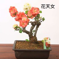 苗：木瓜(ぼけ)角鉢8号 各種 | 盆栽素材,苗(花物・実物),1000円以上
