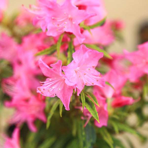 苗：斑入り吉野つつじ | 盆栽素材,苗(花物・実物),1000円以上 | 遊恵