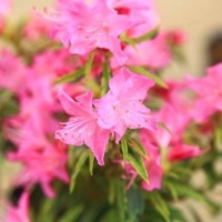 苗：斑入り吉野つつじ | 盆栽素材,苗(花物・実物),1000円以上 | 遊恵