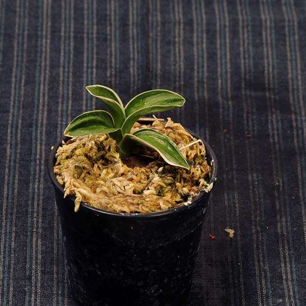 万年青(おもと）：八紘錦(はっこうにしき） 【現品】【送料無料