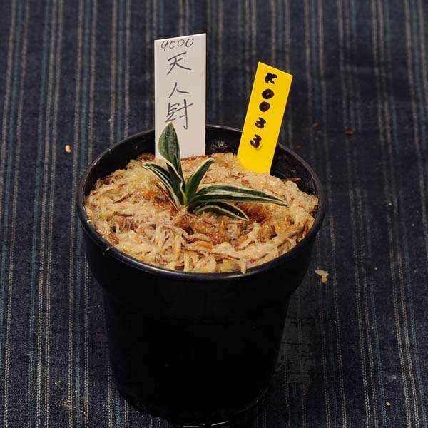 万年青(おもと）：天人冠(てんじんかんむり） 【現品】【送料無料