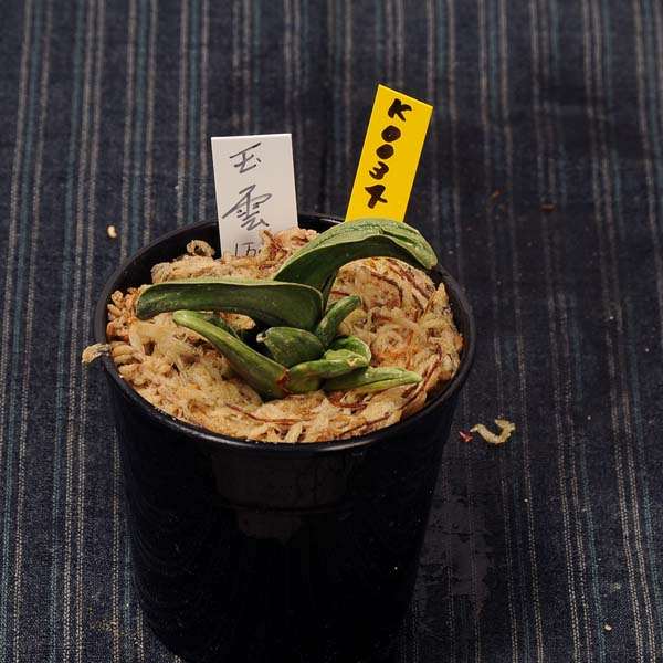 万年青(おもと）：玉雲(ぎょくうん） 【現品】【送料無料】 | 古典植物