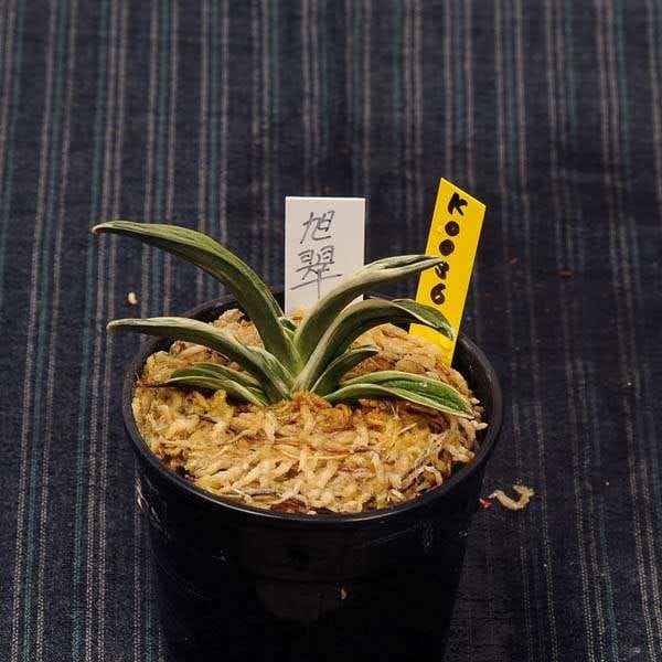 万年青(旭翠) 万年青(おもと）：旭翠(きょくすい） 【現品】【送料無料】 | 古典植物