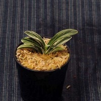 万年青(おもと）：旭翠(きょくすい） 【現品】【送料無料