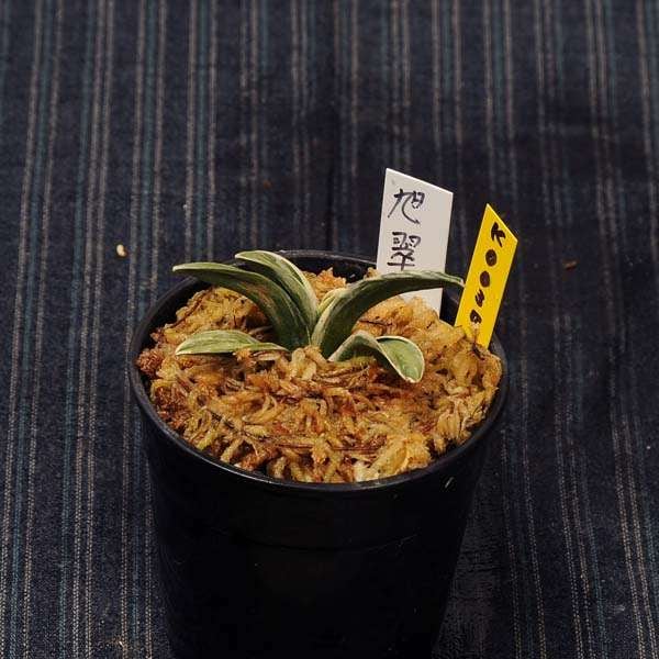 万年青(おもと）：旭翠(きょくすい） 【現品】【送料無料】 | 古典植物