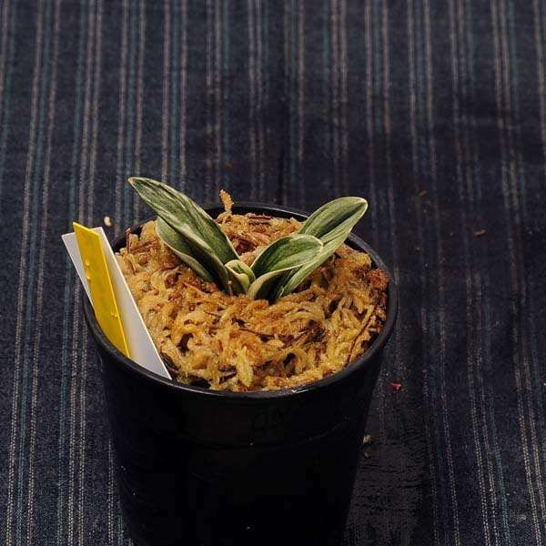 万年青(おもと）：旭翠(きょくすい） 【現品】【送料無料】 | 古典植物