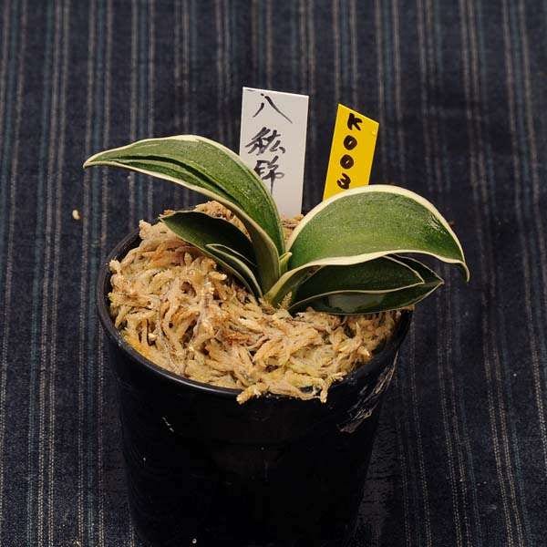 ��ǯ��(����ȡˡ�Ȭ�ɶ�(�Ϥä����ˤ����ˡ��ڸ��ʡۡ�����̵����