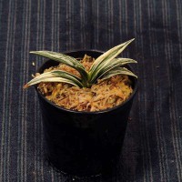 万年青(おもと）：珠光(しゅこう） 【現品】【送料無料】 | 古典植物