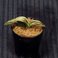 万年青(おもと）：力和(りきわ） 【現品】【送料無料】 | 古典植物