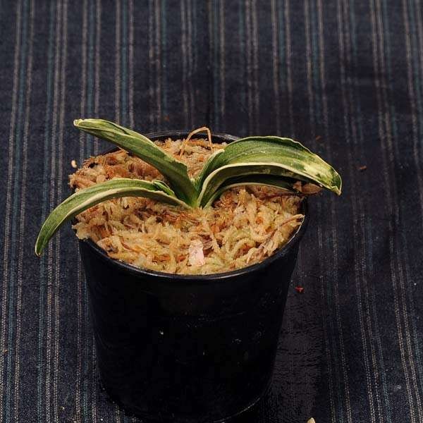 万年青(おもと）：お多福の図(おたふくのず） 【現品】【送料無料