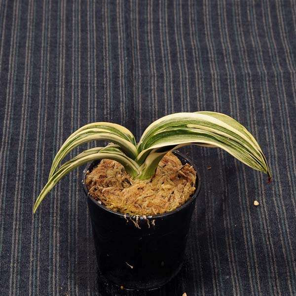 万年青(おもと）：新生殿(しんせいでん） 【現品】【送料無料】 | 古典