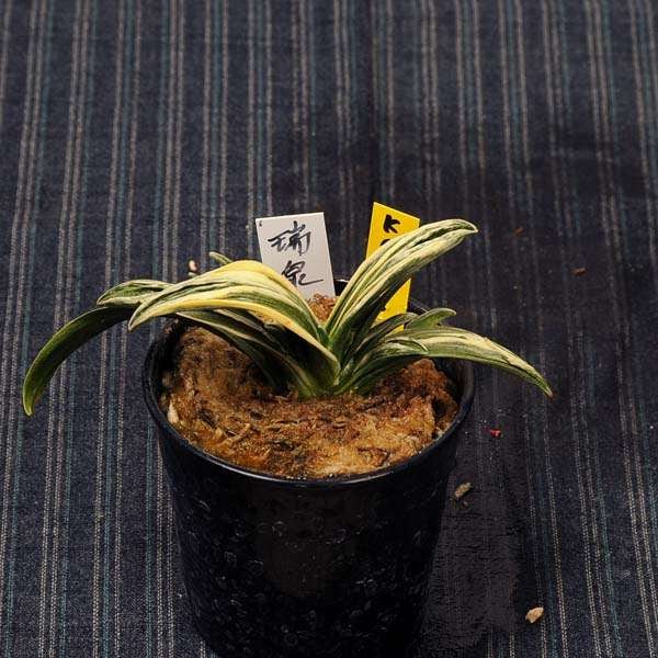 万年青(おもと）：瑞泉(ずいせん） 【現品】【送料無料】 | 古典植物