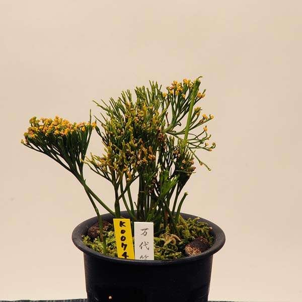 ������(�ޥĥХ��ˡ����弳���ڸ��ʡۡ�����̵����