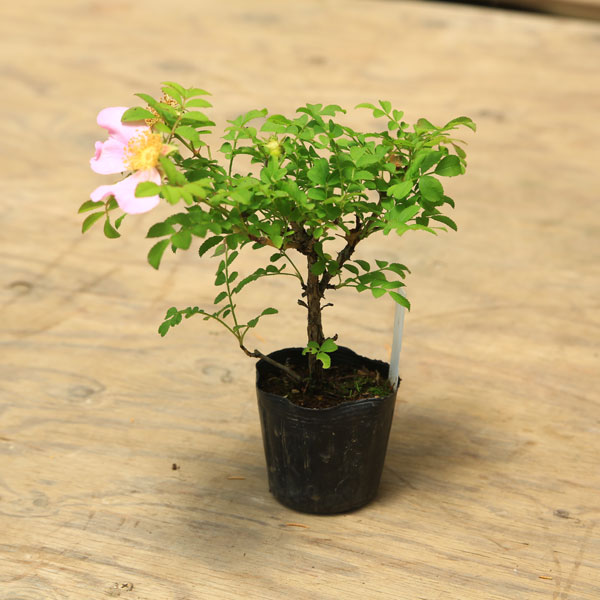 苗 一才サンショウバラ すべての商品 遊恵盆栽 本店